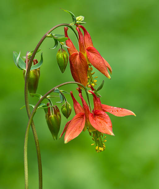 Red Columbine Flower Seeds - Heirloom Non GMO High Germination Flower Seeds for Planting