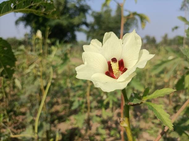 Burra Gokhru Bindii Flower Seeds