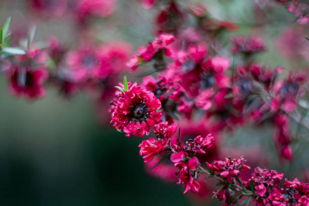 Dark Pink Leptospermum Scoparium Flower Seeds - Heirloom Non GMO High Germination Premium Garden Seeds for Planting