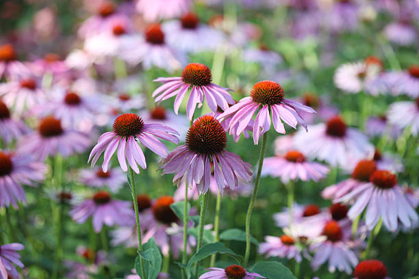 Coneflower Flower Seeds – Heirloom, Non GMO, High Germination Seeds - Heirloom Non GMO High Germination Garden Seeds