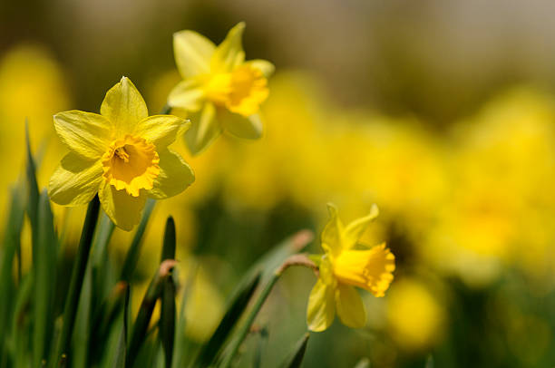 Yellow Daffodil Flower Seeds – Heirloom, Non GMO, High Germination Seeds - Heirloom Non-GMO High Germination Organic Gar