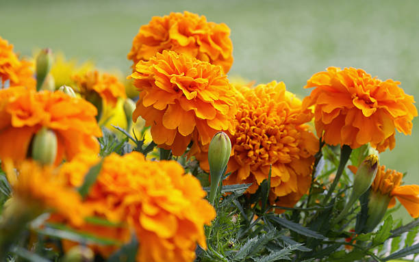 Orange Marigold Flower Seeds – Exotic Flowering Plants for Vibrant Garden Beauty