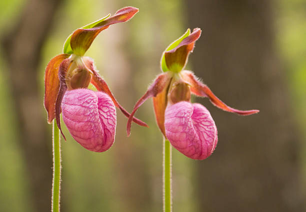 Cypripedium acaule Orchid Flower Seeds