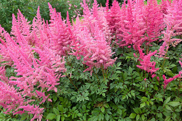 Pink Astilbe Flower Seeds – Easy Grow Blossoms for Pots and Backyard Spaces - Heirloom Non GMO High Germination Organic