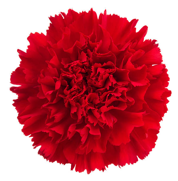 Red Carnation Flower Seeds - Heirloom Non GMO High Germination Garden Planting Seeds