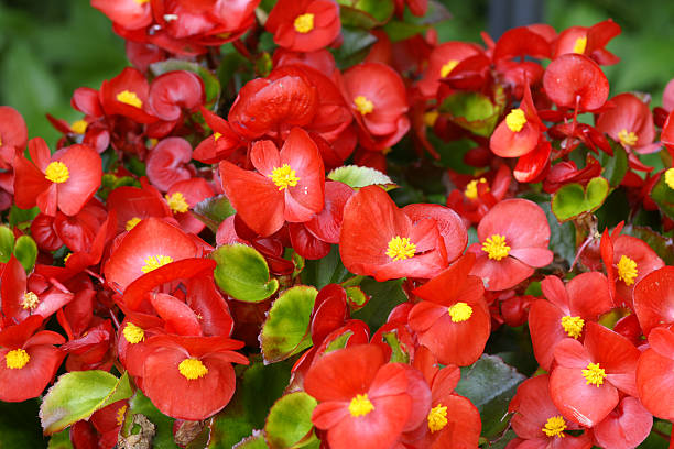 Red Begonia Flower Seeds