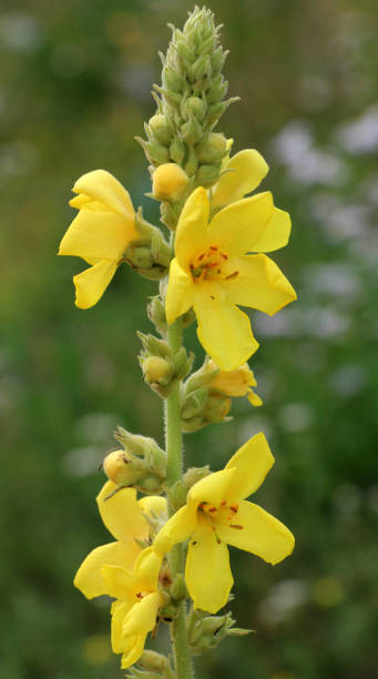 Yellow Verbascum Thapsus Flower Seeds