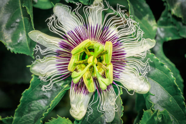 Purple White Passiflora Flower Seeds