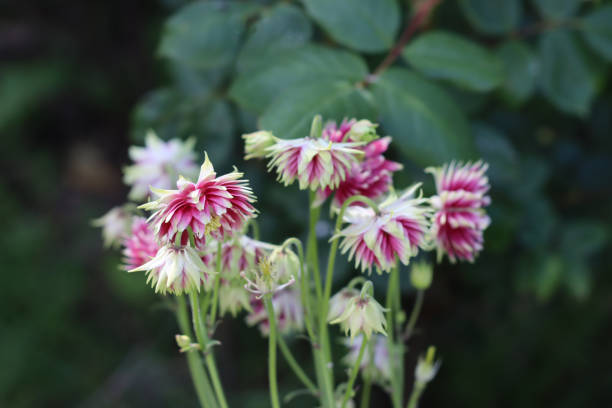 Aquilegia Winky Double Columbine Flower Seeds - Heirloom Non GMO Premium Garden Seeds for Planting