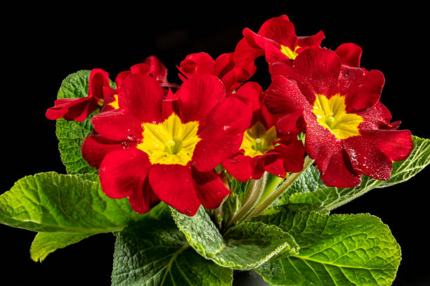 Red Primula Auricula Flower Seeds