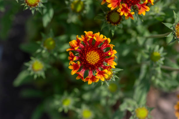 Aristata Grandiflora Mixed Flower Seeds - Heirloom Non GMO Premium Garden Seeds for Planting