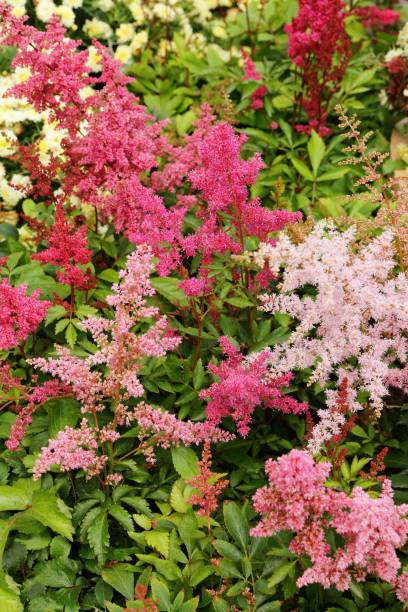 Astilbe Flower Seeds