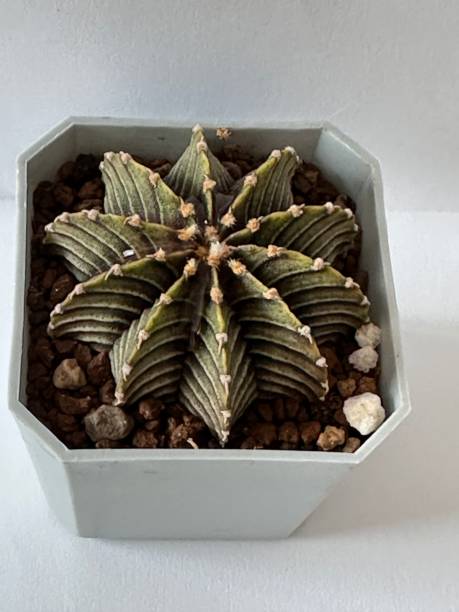 Aztekium Hintonii Flower Seeds - Heirloom Non GMO Premium Garden Seeds for Planting