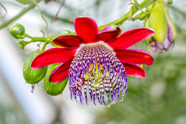 Red Passiflora Flower Seeds