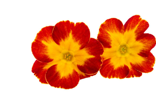 Red Primula Flower Seeds - Heirloom Non GMO High Germination Garden Planting Seeds
