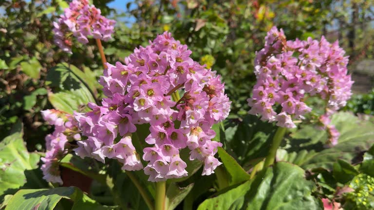 Pink Bergenia Flower Seeds – Rare Blooming Plants Balcony and Patio Gardening