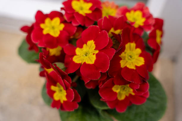 Red Primula Flower Seeds - Heirloom Non GMO High Germination Garden Planting Seeds