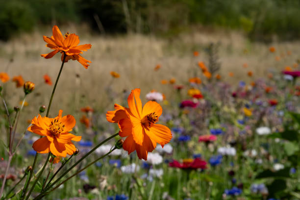 Orange Cosmos Flower Seeds for Planting | Heirloom, Non-GMO, High Germination Seeds
