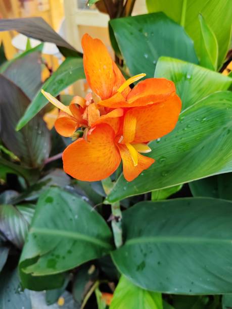 Orange Canna Lilly Flower Seeds