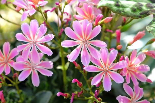 Pink Lewisia Cotyledon Flower Seeds