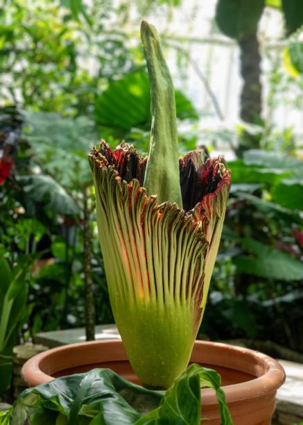 Corpse Amorphophallus Flowers Flower Seeds - Heirloom Non GMO High Germination Garden Planting Seeds