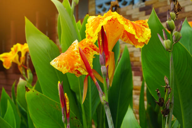 Canna Lily Flower Seeds