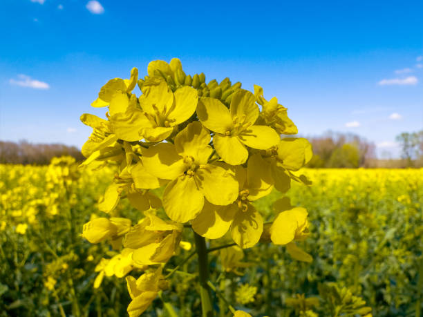 Canola Flower Seeds