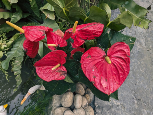 Red Anthurium Scherzerianum Flower Seeds