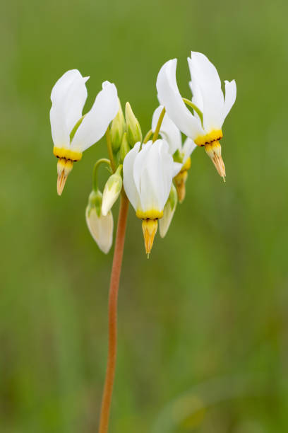 Dodecatheon Flower Seeds