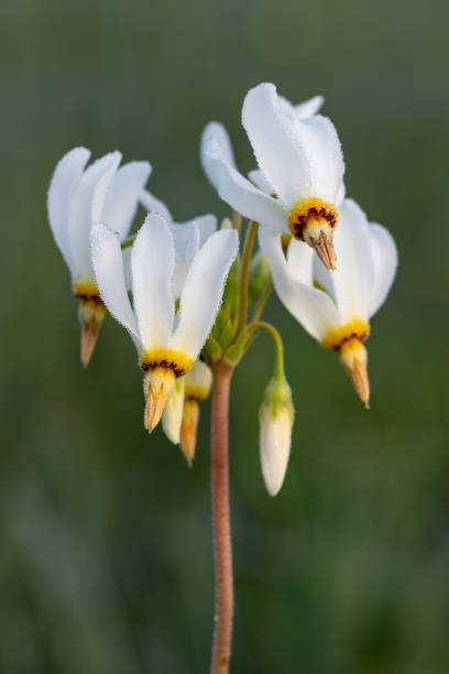 Dodecatheon Flower Seeds