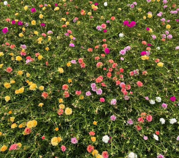 Mixed Climbing Moss Rose Flower – Heirloom, Non GMO, High Germination Seeds - Heirloom Non GMO High Germination Organic