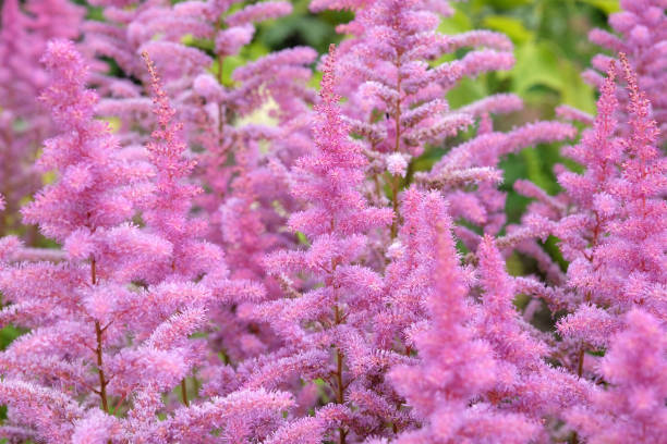Pink Astilbe Flower Seeds