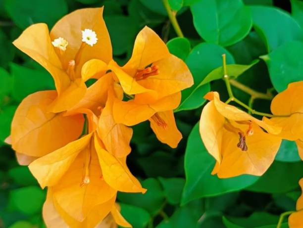 Orange Bougainvillea Flower Seeds - Heirloom Non GMO High Germination Premium Flower Seeds for Home Garden