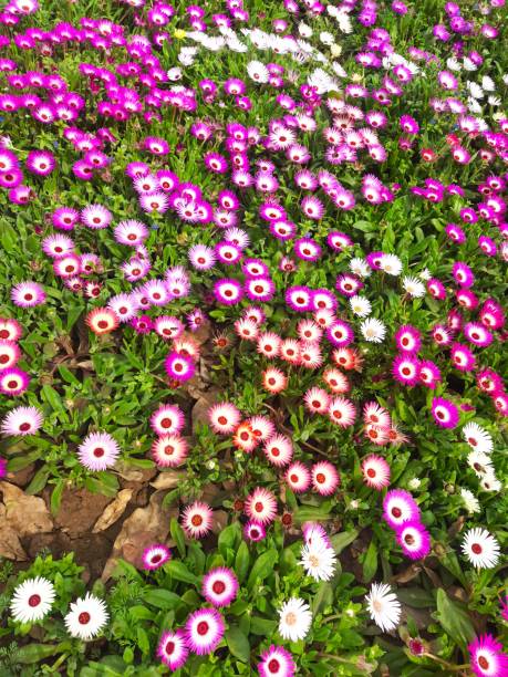Aptenia cordifolia Flower Seeds