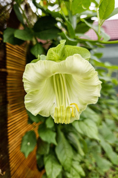Green Codonopsis Pilosula Flower Seeds - Heirloom, Non GMO, High Germination, Organic Garden Seeds
