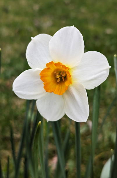 White Daffodil Flower Seeds - Heirloom Non GMO High Germination Premium Garden Seeds for Planting