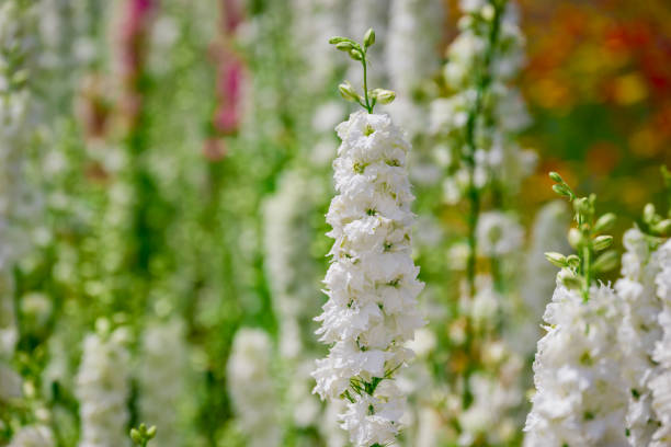 White Delphinium Flower Seeds - Heirloom Non GMO High Germination Flower Seeds for Planting