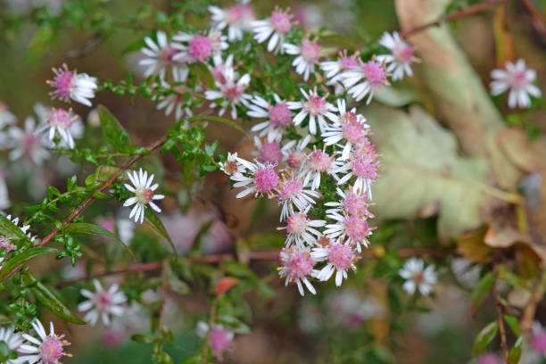 Lateriflorus Flower Seeds
