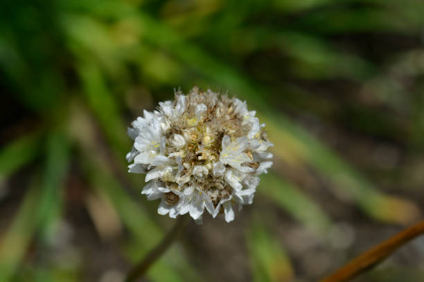 Aster Flower Seeds - Heirloom Non GMO Premium Garden Seeds for Planting