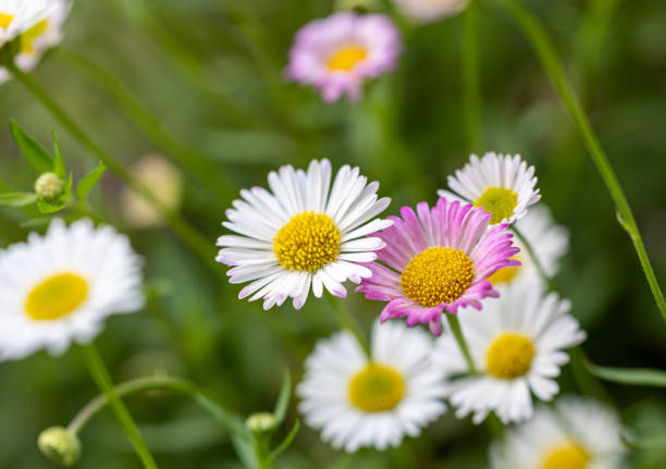 Erigeron Karvinskianus Flower Seeds
