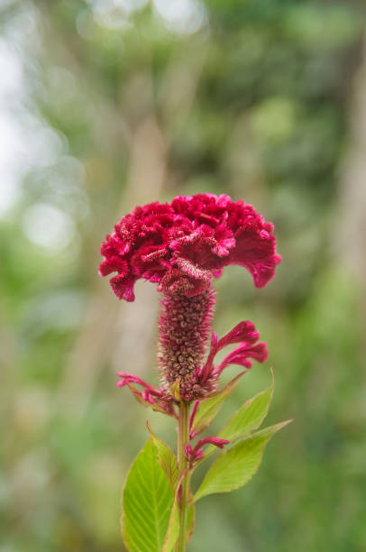 Red Cockscomb Flower Seeds - Heirloom Non GMO Flower Seeds, Premium High Germination Seeds for Home Garden Planting