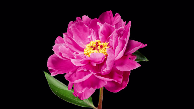 Pink Peony Flower Seeds – Exotic Flowering Plants for Colorful Backyard Beauty