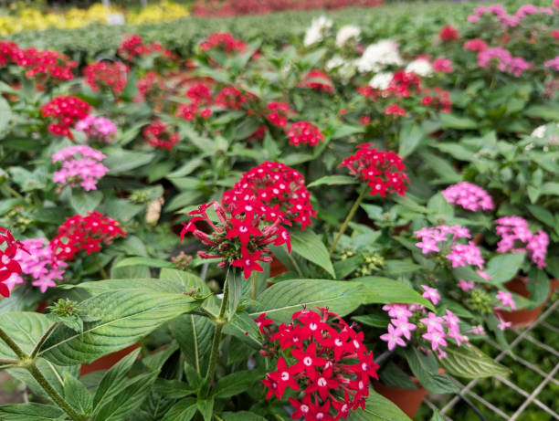 Mixed Pentas Flower Seeds – Exotic Flowering Plants for Vibrant Garden Beauty