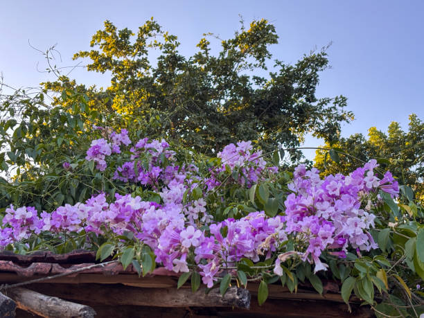 Purple Rhododendron Azalea Flower Seeds – Heirloom, Non GMO, High Germ - Heirloom Non GMO High Germination Organic Garde