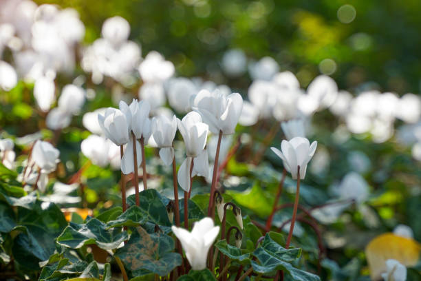 White Cyclamen Flower Seeds - Heirloom Non GMO High Germination Garden Seeds