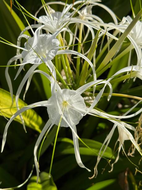 White Amaryllis Flower Seeds – Easy Grow Blossoms for Pots and Backyard Spaces