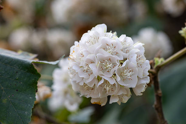 Dombeya Flower Seeds