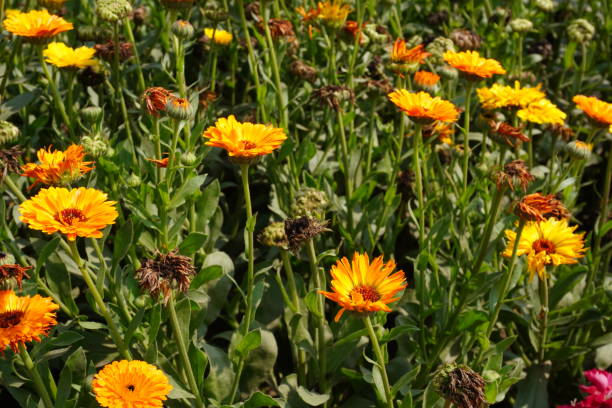 Orange Calendula Flower Seeds