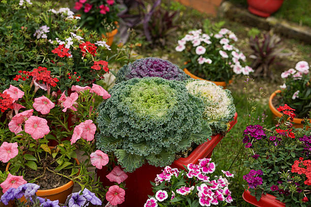 Mixed Petunia Flower Seeds – Easy Grow Blossoms for Pots and Backyard Spaces