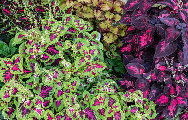 Coleus Flower Seeds